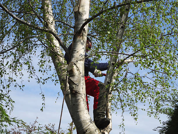 How Our Tree Care Process Works  in  Bradenton, FL